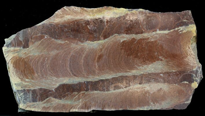 Polished Stromatolite (Jurusania) From Russia - Million Years #57565
